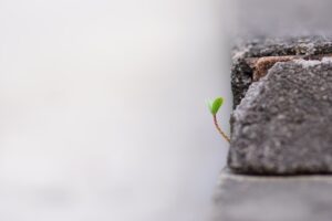 Photo resilience entrepreneurial