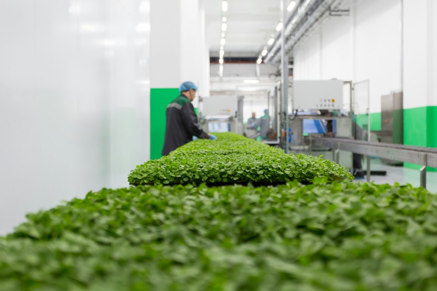 sustainable productivity